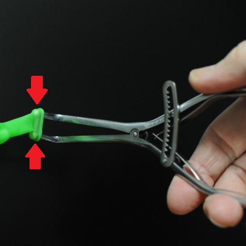 包皮を抑えながらキトー君を広げる